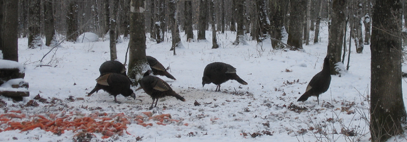 Térritoire de chasse et pêche au. f. r. inc. - photo 6